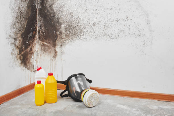 Best Mold Removal Company Near Me  in Bear Valley Springs, CA