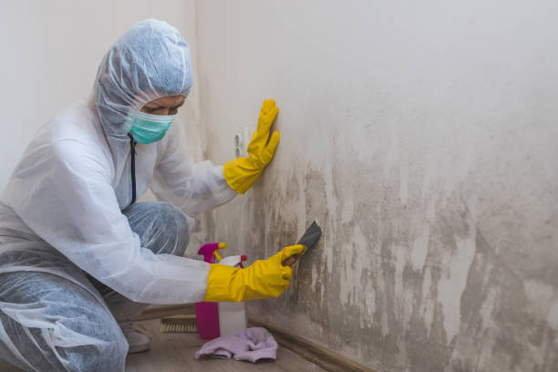 Best Black Mold Removal  in Bear Valley Springs, CA