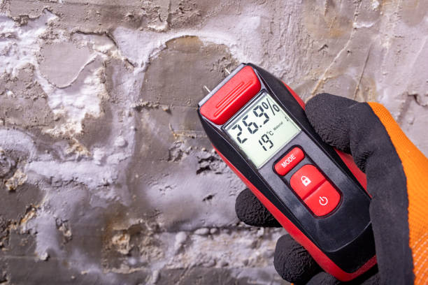 Best Fast Mold Removal  in Bear Valley Springs, CA