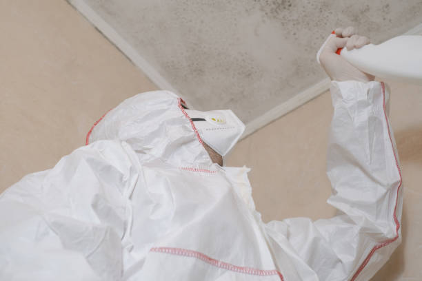 Mold Removal Process in Bear Valley Springs, CA