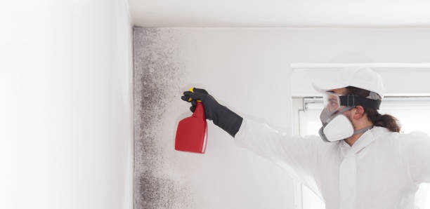 Best Best Mold Removal Companies  in Bear Valley Springs, CA