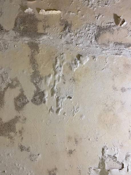 Best Office Mold Removal Services  in Bear Valley Springs, CA