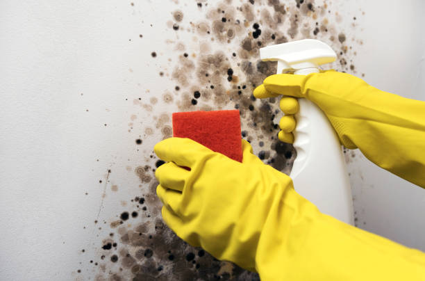 Best Home Mold Removal  in Bear Valley Springs, CA