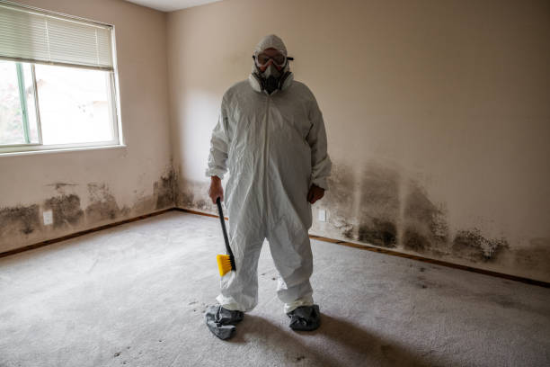 Attic Mold Removal in Bear Valley Springs, CA