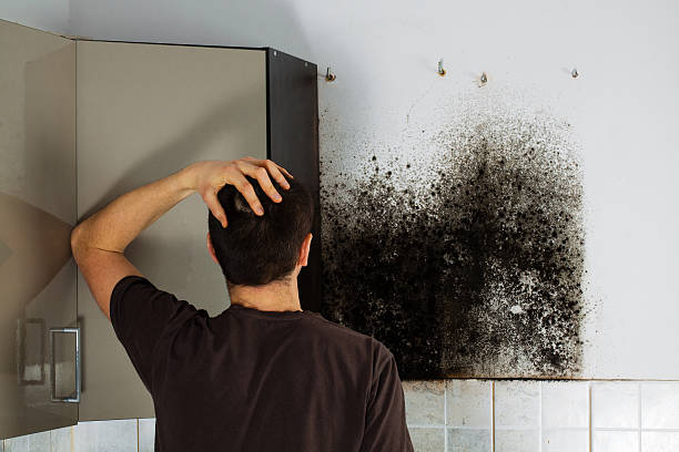 Best Mold Testing  in Bear Valley Springs, CA