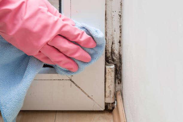 Best Mold Damage Repair  in Bear Valley Springs, CA