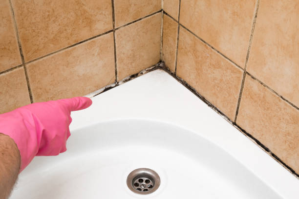 Best Professional Mold Removal  in Bear Valley Springs, CA